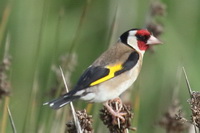 Carduelis carduelis